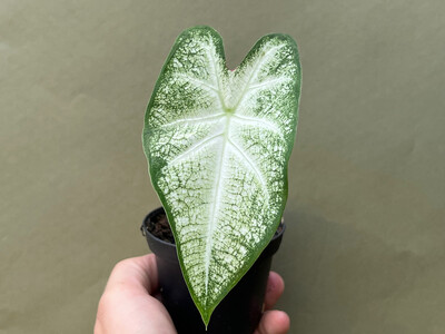 Caladium June Bride