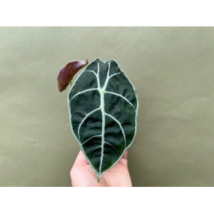 Alocasia watsoniana Babyplant