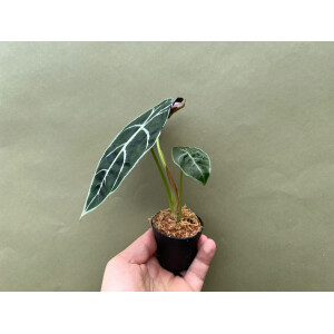 Alocasia watsoniana Babyplant
