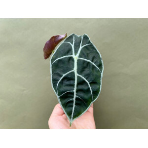 Alocasia watsoniana Babyplant