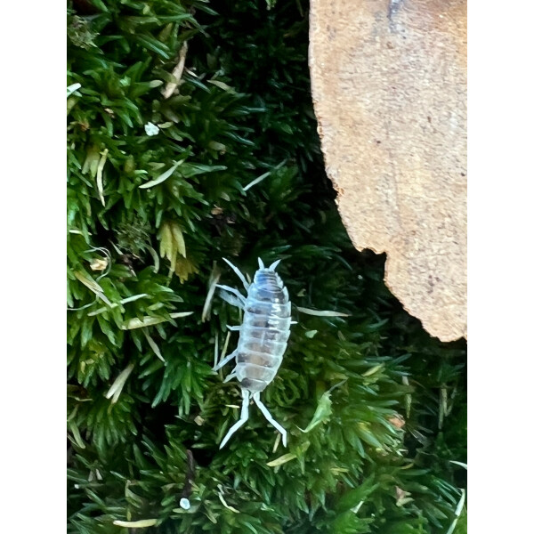 Porcellionides pruinosus Oreo