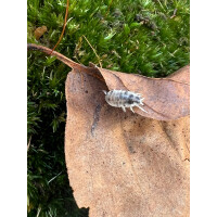 Porcellionides pruinosus Oreo