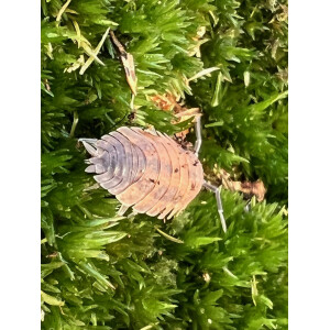 Porcellio scaber Lava