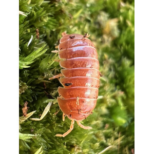 Armadillidium vulgare Santa Lucia
