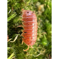 Armadillidium vulgare Santa Lucia