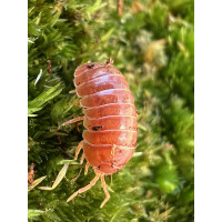Armadillidium vulgare Santa Lucia