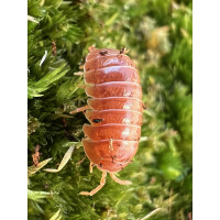 Armadillidium vulgare Santa Lucia