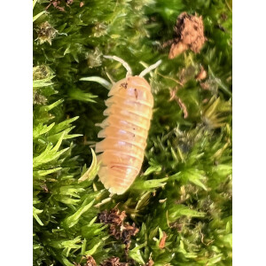 Armadillidium sp. Albino