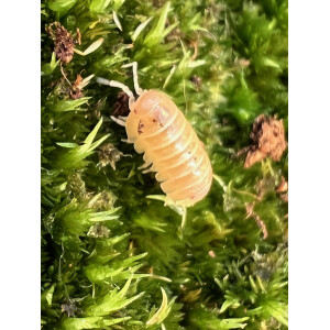 Armadillidium sp. Albino