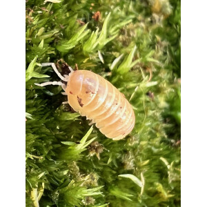 Armadillidium sp. Albino