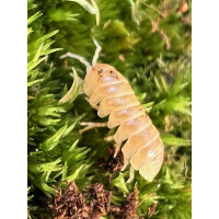 Armadillidium sp. Albino