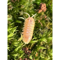 Armadillidium sp. Albino