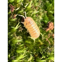 Armadillidium sp. Albino