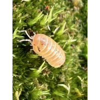 Armadillidium sp. Albino