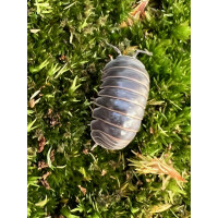 Armadillo officinalis spain