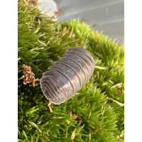 Armadillo officinalis spain