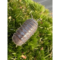 Armadillo officinalis spain