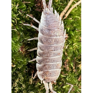 Porcellio hoffmannseggi
