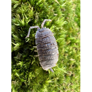 Porcellio echinatus