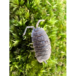 Porcellio echinatus