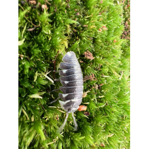 Armadillidium corcyraeum