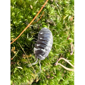 Armadillidium corcyraeum