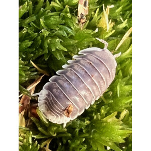 Cubaris sp. white side Thailand