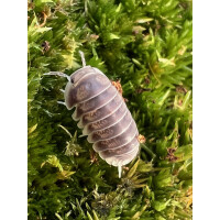 Cubaris sp. white side Thailand