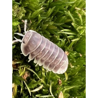 Cubaris sp. white side Thailand