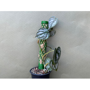 Moosstab Set 3/20cm Signalweiss  für Monstera.Philodendron & Syngonium