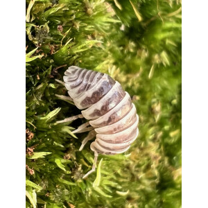 Armadillidium granulatum chocolate