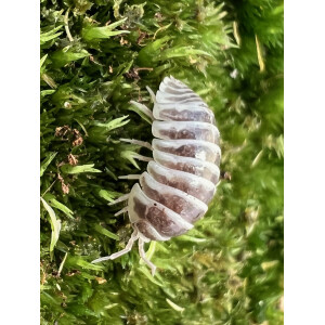 Armadillidium granulatum chocolate