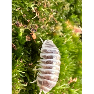 Armadillidium granulatum chocolate