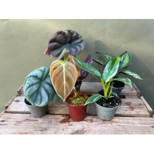 Bens Surprise Sad BABYPLANTBOX