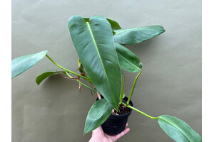 Philodendron spec. 1  fr Chamleonterrarien