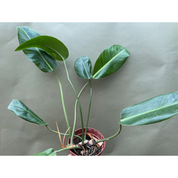 Philodendron spec. 2  für Chamäleonterrarien