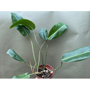 Philodendron spec. 2  für Chamäleonterrarien