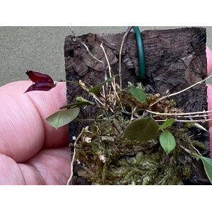 Lepanthes felis x golondrina