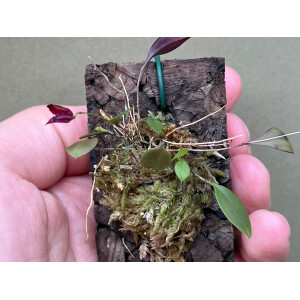 Lepanthes felis x golondrina