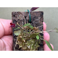 Lepanthes felis x golondrina