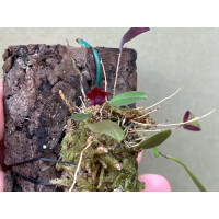 Lepanthes felis x golondrina