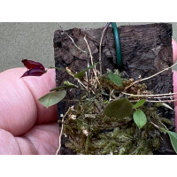 Lepanthes felis x golondrina