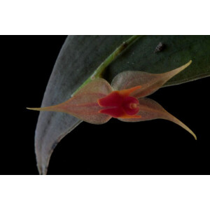 Lepanthes calocerca