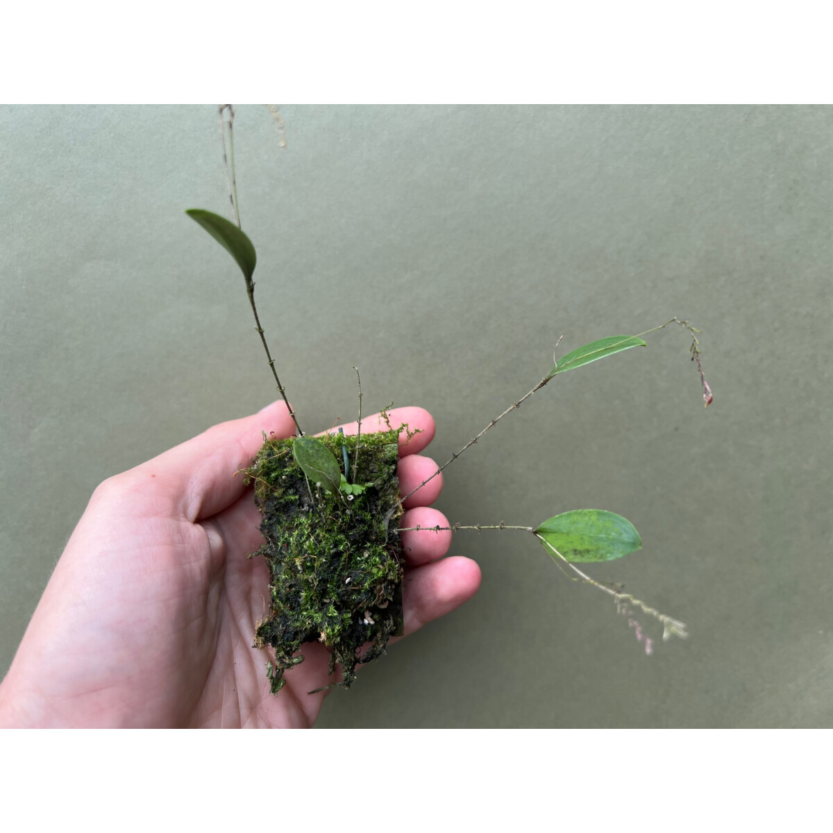 Lepanthes genetoapophantica