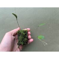 Lepanthes genetoapophantica