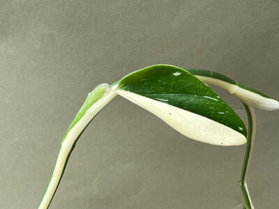 Philodendron standleyana white variegated Node