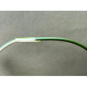Philodendron standleyana white variegated Node