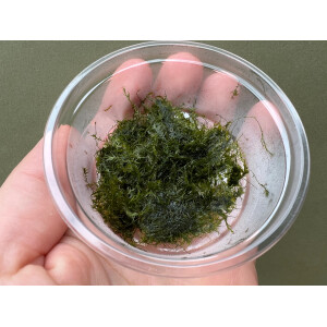 Fissidens fontanus Phoenix Moos