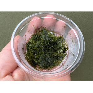 Fissidens fontanus Phoenix Moos