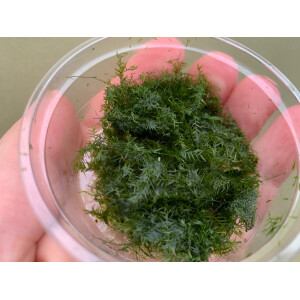 Fissidens fontanus Phoenix Moos